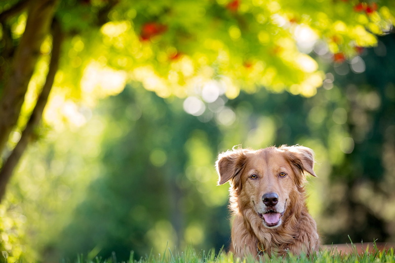 nose, ears, watchdog, dog, 1080P