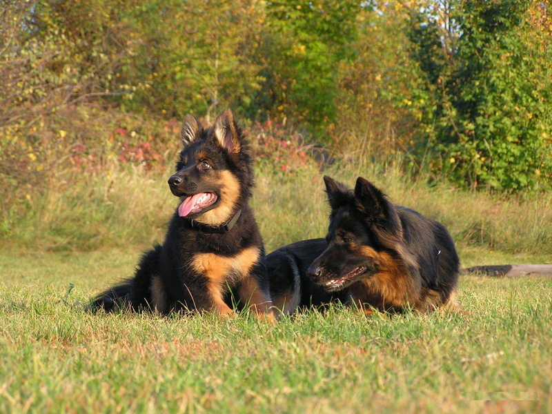 trees, nature, grass, pup, german, shepherd, 720P, watchdog