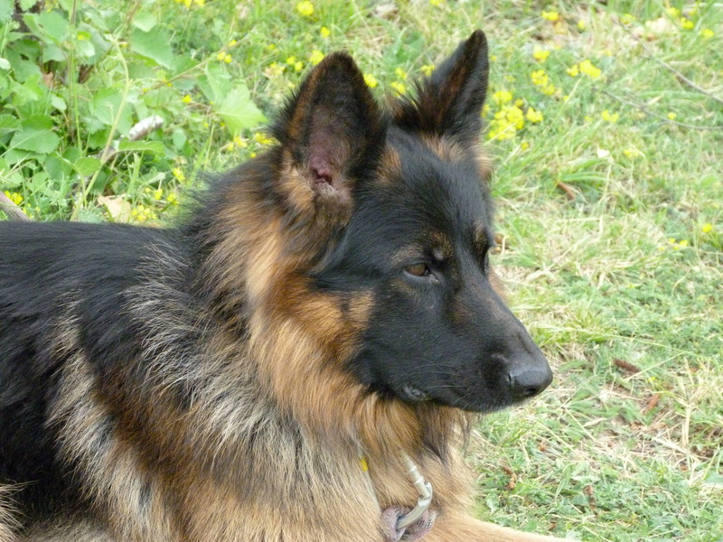 grass, watchdog, animal, day, one animal, no people, looking, animal themes, land, looking away, animals in the wild, german shepherd, mammal, nature, pet