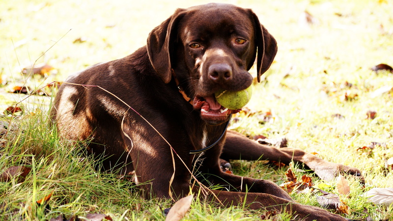 ball, labrador retriever, vertebrate, plant, no people, outdoors, land, games, mouth open, nature, pets, portrait, animal, looking at camera, watchdog