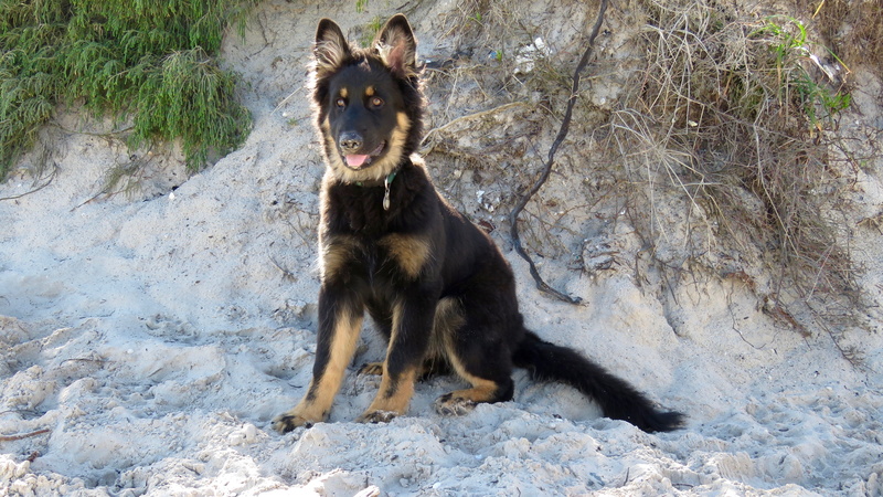 no people, Dog, friend, rock, Portrait, 4K, doggy, pet, tree, looking, one animal, watchdog, vertebrate, animal, canine, beach, land, German Shepherd