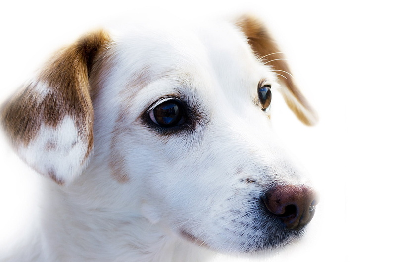 looking, alone, pets, white, puppy, short, vertebrate, eating, animal body part, background, domestic, cute, one animal, adult, happy, watchdog, pet, sweetheart