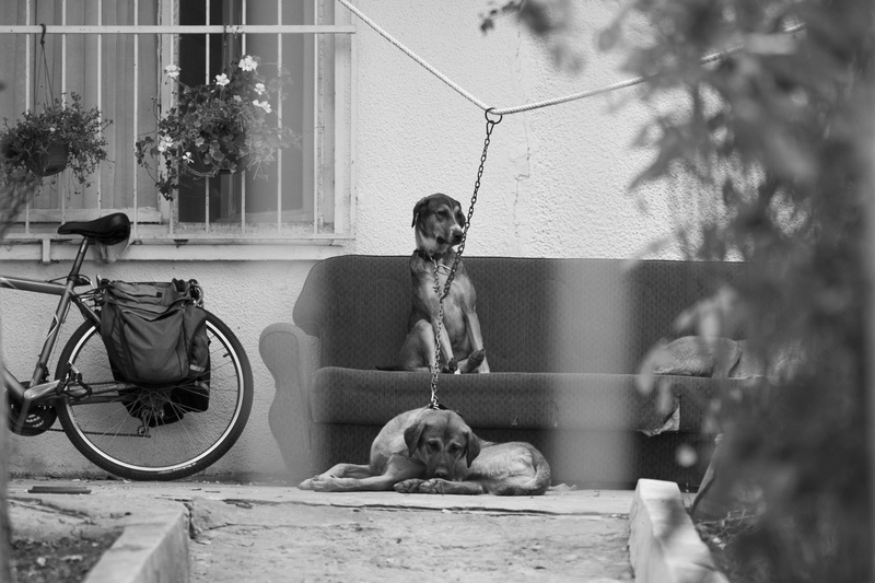 2K, tree, ape, puppy, vertebrate, animal rights, home, canine, day, nobody, plant, domestic, cute, animal, animal themes, archival, primate, nature, architecture