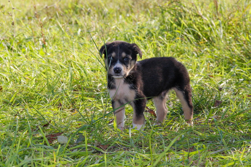 animals, watchdog, stray dog, domestic, puppies, interesting, haired, no people, cute, hunting dog, puppy, hunter, overview, pets, dog, canine, animal