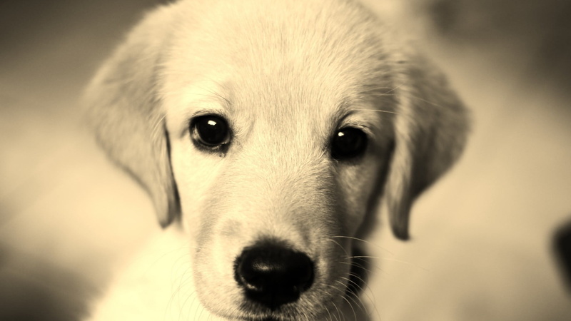 kuvasz, no people, one animal, innocence, domestic animals, animal body part, young animal, pet, golden retriever, retriever, border collie, animal, breed