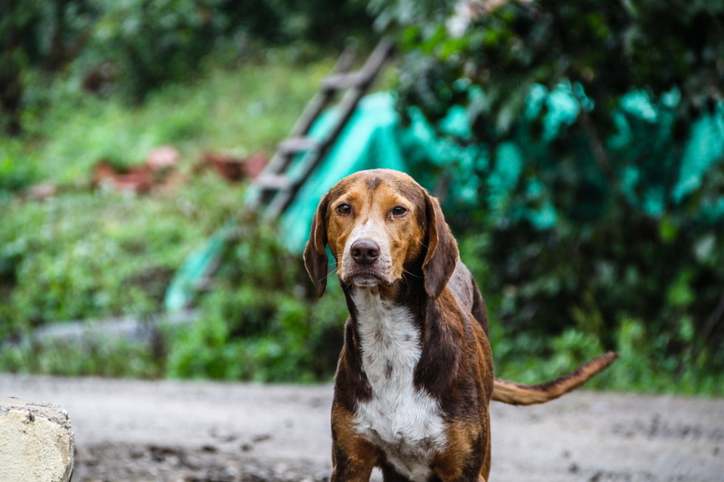 mammal, tree, cute, Nature, close-up, Animal, portrait, pets, dogs, focus on foreground, overview, street, day, haired, environment, land, Puppy, eye, no people