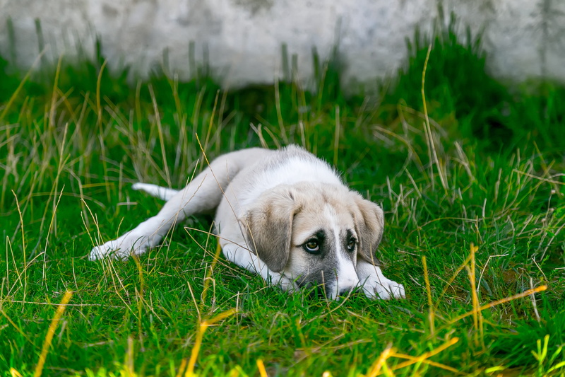 relax, shepherd dog, white, pets, blessing, vertebrate, young animal, day, white dog, one animal, brown, rest, considerate, dog portrait, dog eye, sad