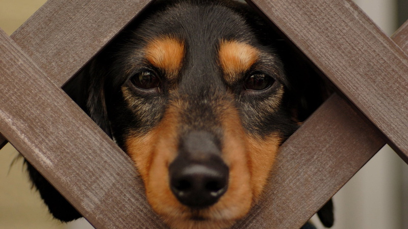 close-up, shepherd dog, hunting dog, animal body part, watchdog, domestic animals, dog, black, looking at camera, indoors, pinscher, pets, snout, canine