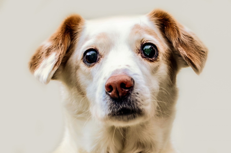 daytime, one animal, family, white, doggy, brown, canine, no people, animal body part, domestic animals, doggie, hair, pets, animal hair, close-up, small