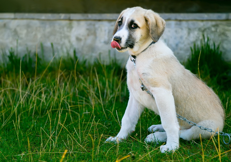 anatolian, leash, relaxation, mammal, looking, boredom, rest, sweet, emotion, nose, white dog, focus on foreground, one animal, nature, harmless, puppy