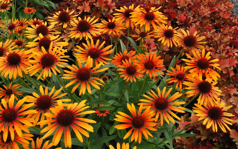 desktop, hd, 1080P, thrower, echinacea, flame, flowers, garden