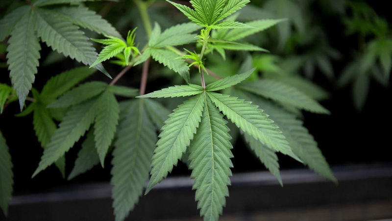 herb, marijuana, plant, alternative medicine, cannabis plant, food, 1080P, medicine, leaf, plant part, drugs, no people, green color, marijuana - herbal cannabis