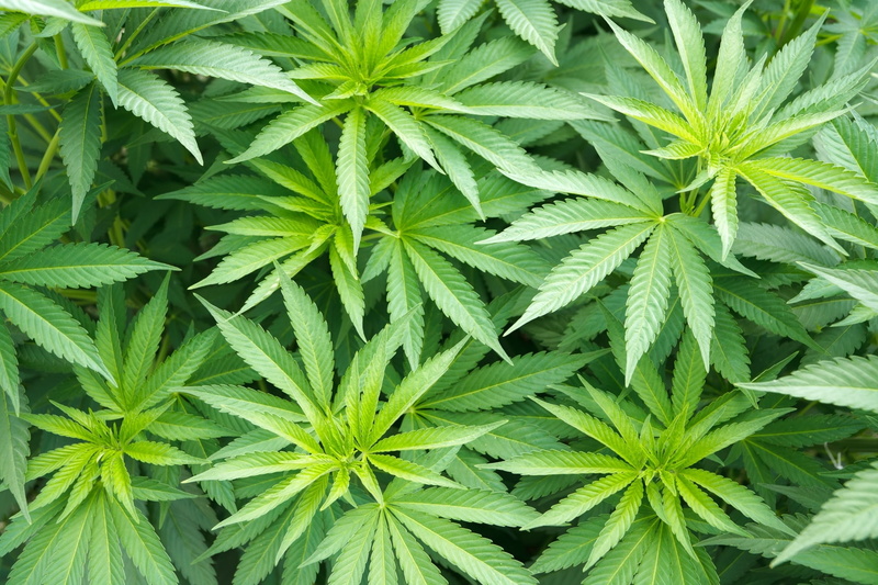 recreational drug, alternative medicine, food, plant part, growth, herb, cannabis plant, green color, backgrounds, leaf, full frame, nature, plant, marijuana - herbal cannabis