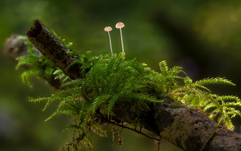 mushrooms, outdoors, focus, photography, selective, 4K, day, mushroom, healthcare and medicine, brown, tree, freshness, green color, narcotic, two, growth