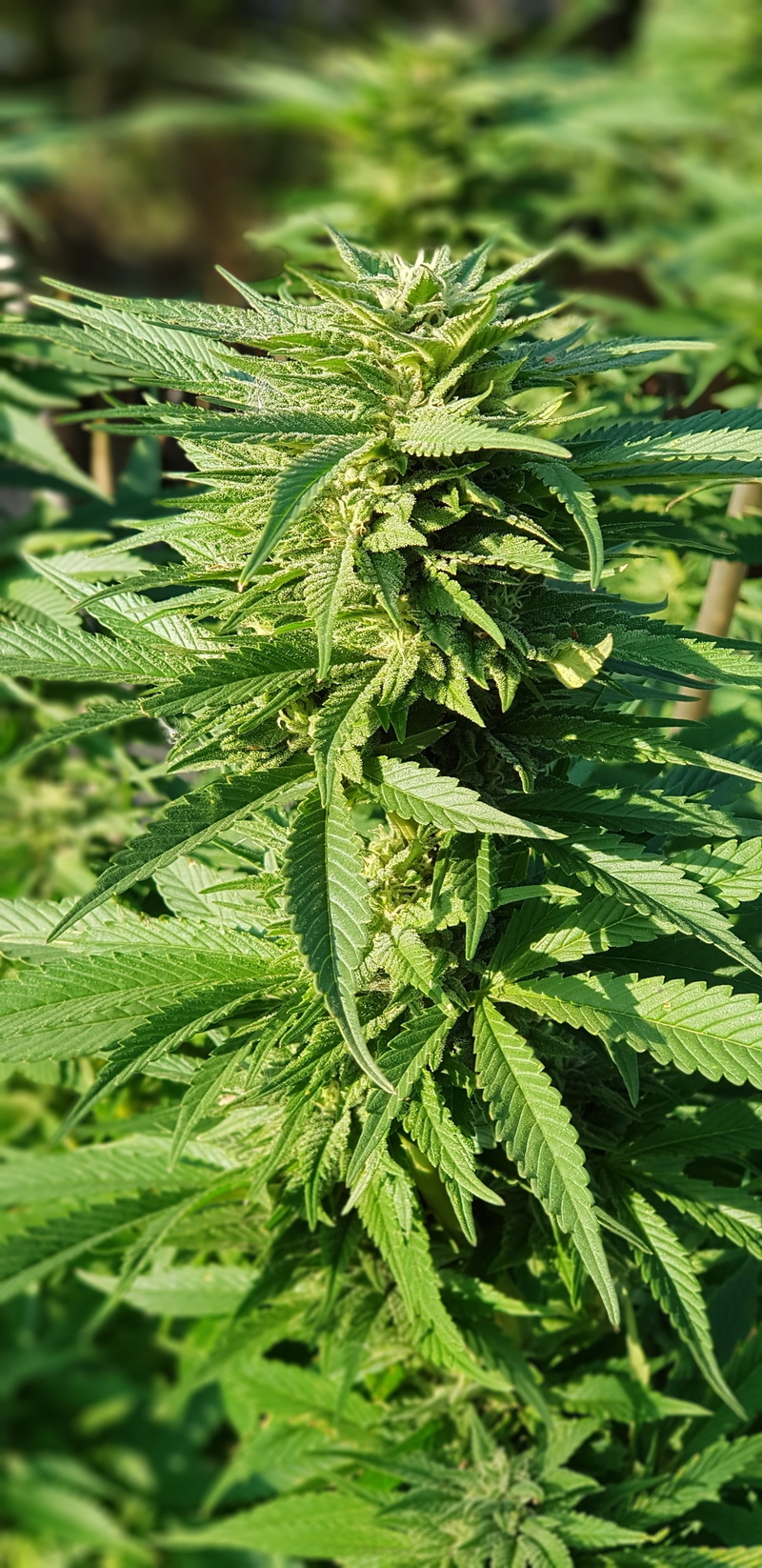 health, plant part, alternative medicine, healing, peace, no people, healthcare and medicine, drugs, weed, outdoors, nature, marihuana, 4K, marijuana - herbal cannabis