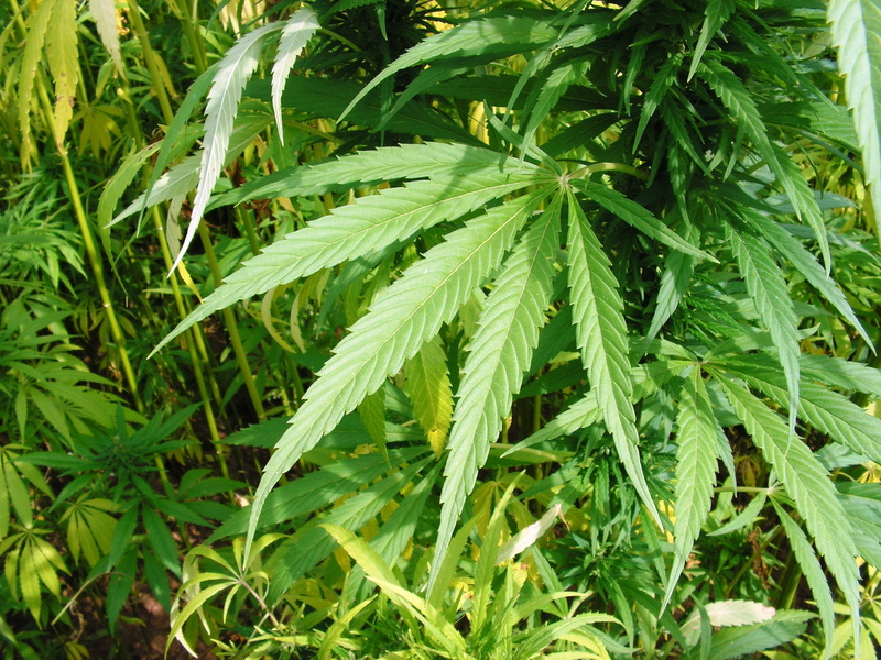 2K, close-up, Leaf, healthcare and medicine, food, green, medicine, nature, recreational drug, leaves, Hemp, narcotic, green color, herb, alternative medicine