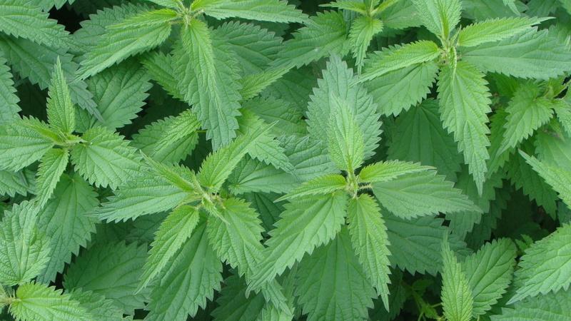 nature, herb, leaf, plant, backgrounds, green color, plant part, nettle, healthcare and medicine, 1080P, close-up, narcotic, no people, green, cannabis plant