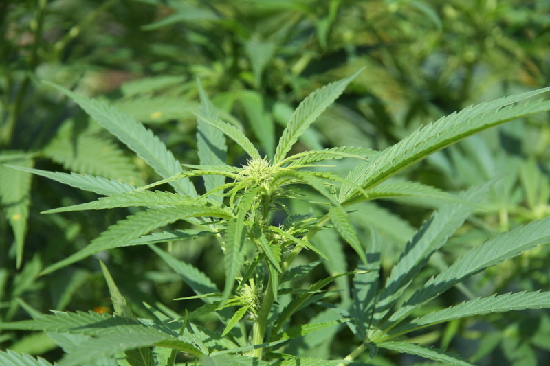 no people, beauty in nature, full frame, 1080P, plantation, healthcare and medicine, field, marijuana beautiful pictures for, marijuana - herbal cannabis