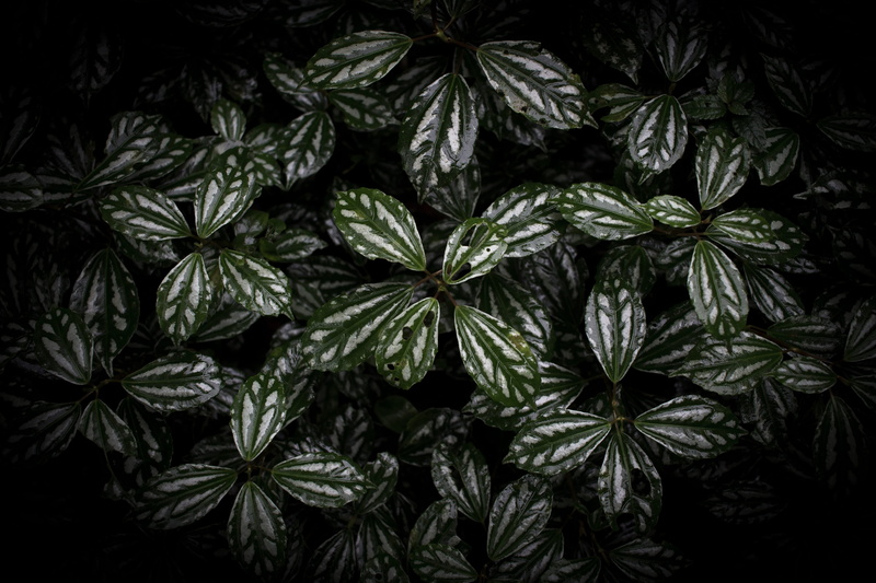freshness, photo, growth, 4K, green, outdoors, top view, healthcare and medicine, plant, leaves, black background, dark, texture, recreational drug, garden