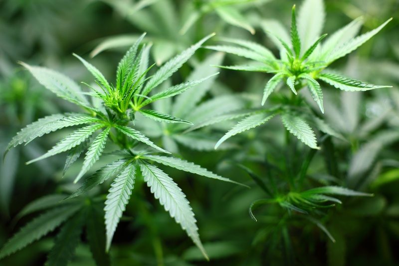 no people, nature, medicine, beauty in nature, food and drink, healthcare and medicine, cannabis Plant, marijuana - Herbal Cannabis, narcotic, outdoors