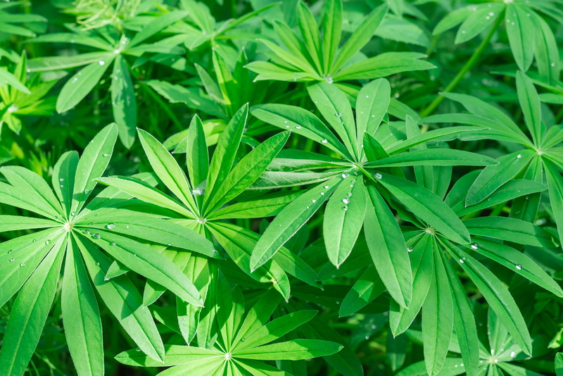 leaves green, cannabis plant, plant part, leaf, growth, marijuana - herbal cannabis, food, beauty in nature, bush, shoots, outdoors, branch, plant, plants