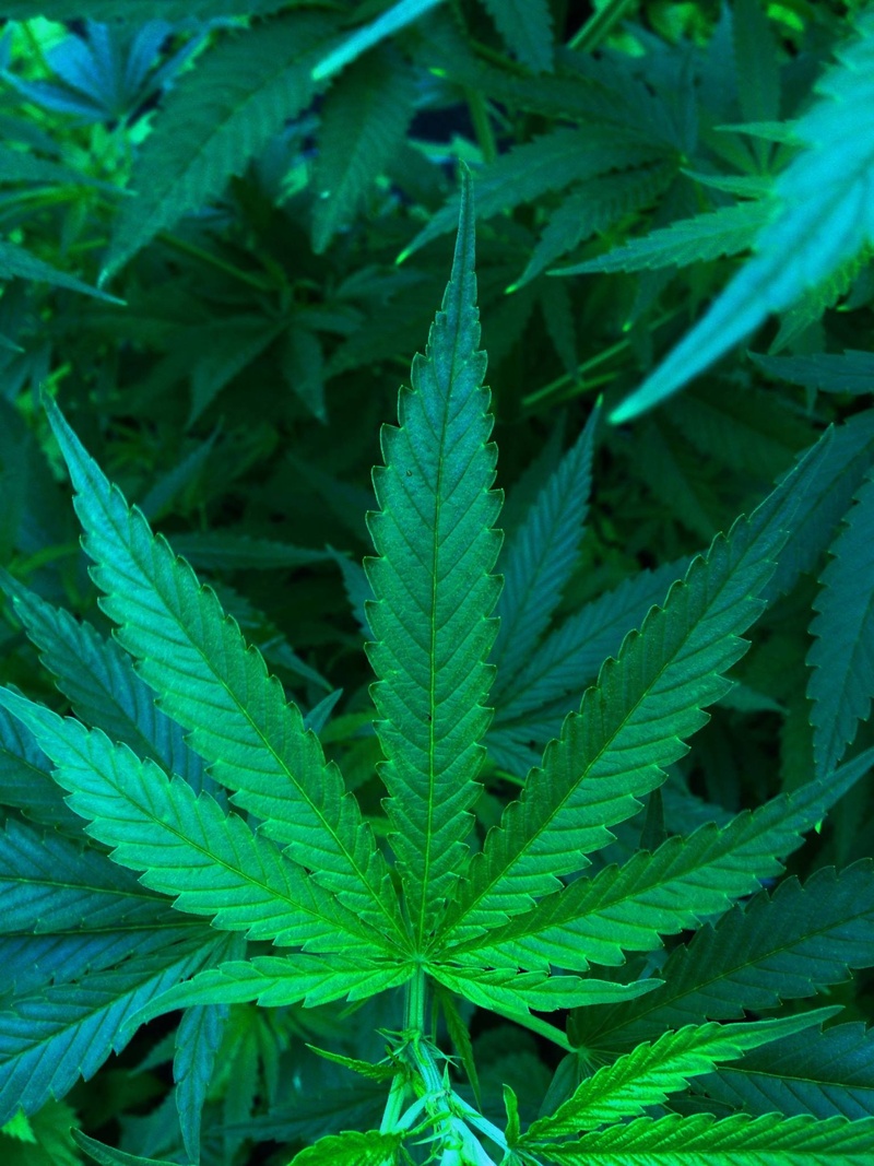 cannabis, hemp, plant, leaf, food and drink, green Color, recreational drug, healthcare and medicine, 1080P, food, marijuana - herbal cannabis, alternative medicine