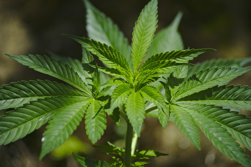 yerba, closeup, photography, medicine, social issues, leaf, marijuana, food and drink, recreational drug, healthcare and medicine, growth, close-up, plant part
