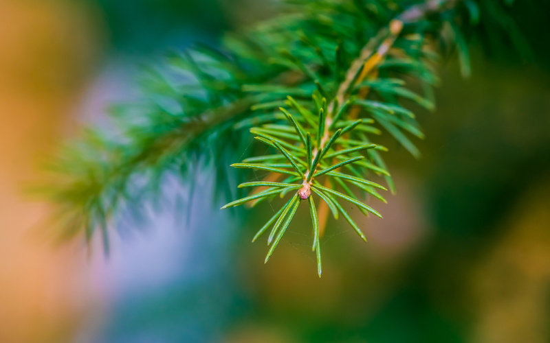 plant part, narcotic, no people, recreational drug, growth, tree, 4K, cannabis plant, pine tree, close-up, medicine, healthcare and medicine, green color