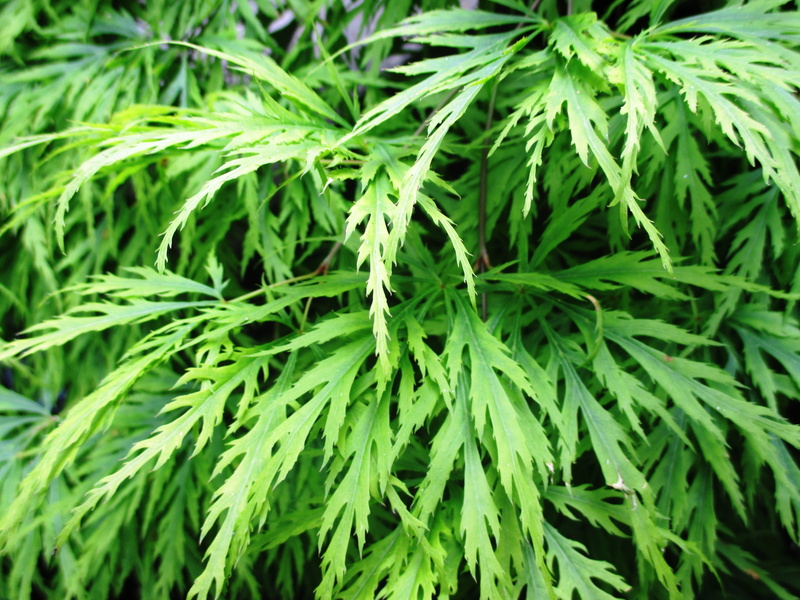 green color, herb, 4K, medicine, plant, healthcare and medicine, nature, leaves, day, plant part, recreational drug, summer, no people, leaf, full frame