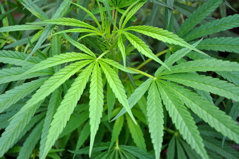 close-up, nature, green color, cannabis plant, food and drink, recreational drug, backgrounds, beauty in nature, food, growth, hashish, narcotic, plant part