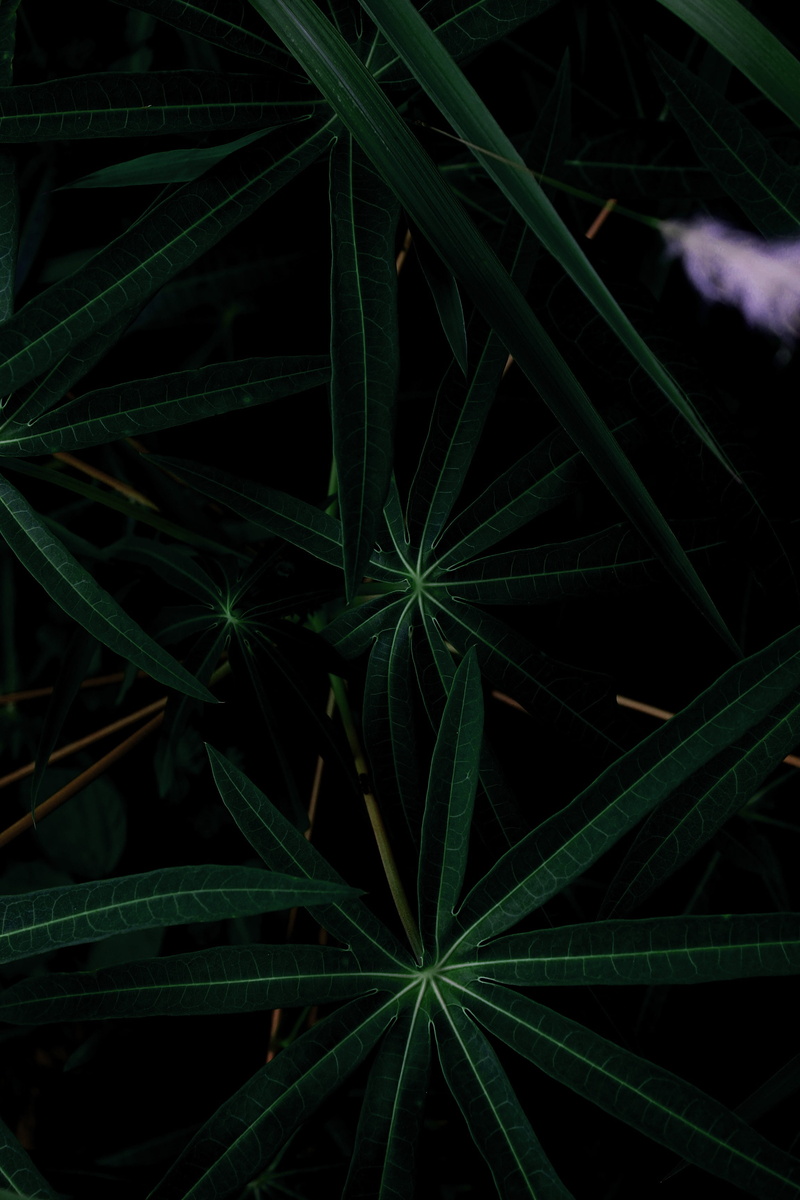 night, color Image, leaf, nature, backgrounds, plant part, herb, abstract, pattern, forest, outdoors, high angle view, summer, green, 2K, directly above