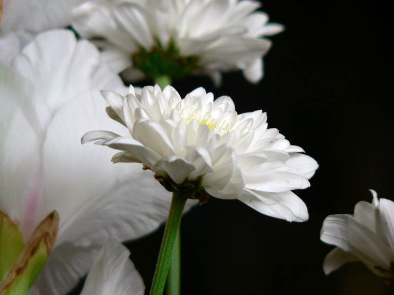 chrysanthemum, macro, close up, nature, Egypt, summer, photo, Closeup, flower, 1080P, springtime, white Chrysanthemum, plant, close, freshness, close-up