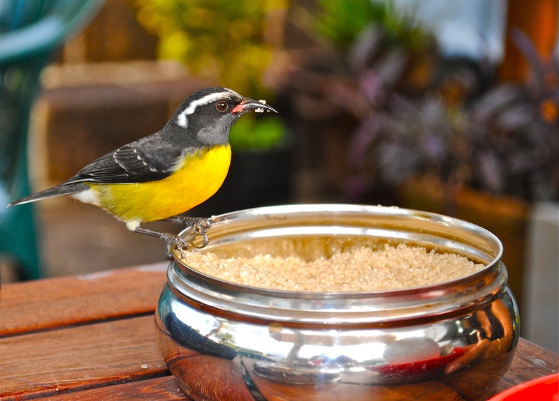 animal, animal themes, bird, finch at breakfast, animal wildlife, container, west indies, close-up, day, bowl, animals in the wild, antigua, no people