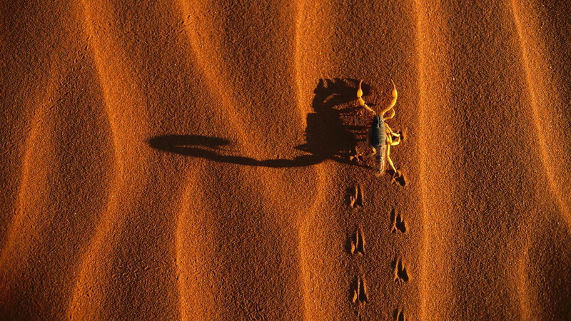 Dune, Scorpions, lifestyles, beach, land, arid climate, textured, people, Birds Eye View, shadow, 1080P, outdoors, real people, high angle view, brown