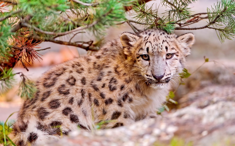 Face, Animals, black, Predator, Cute, 2K, Snow, Leopard, brown, close