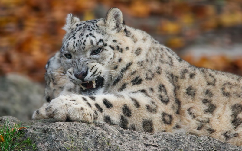 wild cat, leopard, snow leopard, predatory, black, brown, 1080P, snow, teeth