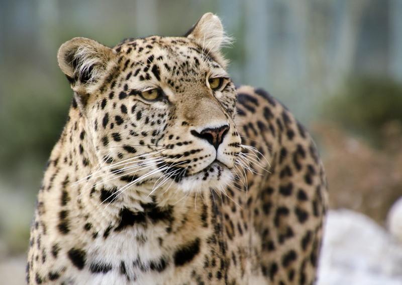 safari Animals, animal world, animal, one animal, elegant, no people, feline, wallpapper, animals In The Wild, animals And Pets, whisker, photo, mieze