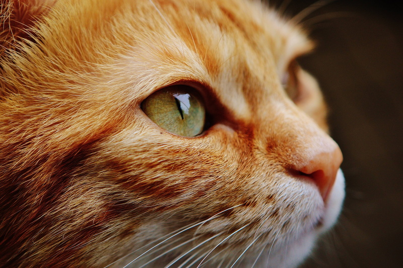 close, cat, up, world, 5K, portrait, eyes, view, animal, face