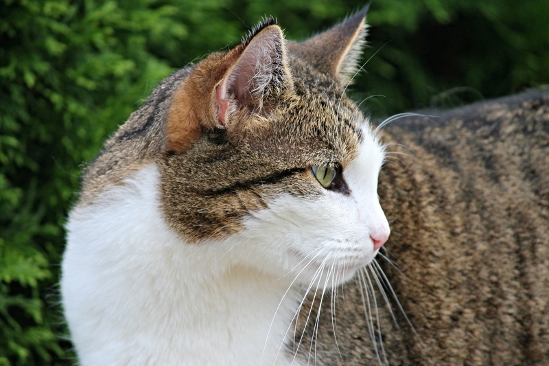 close, white, whiskers, domestic animals, curious, animal, domestic cat, close-up, view, mammal, animal eye, attention, animal themes, adidas, wildlife photography