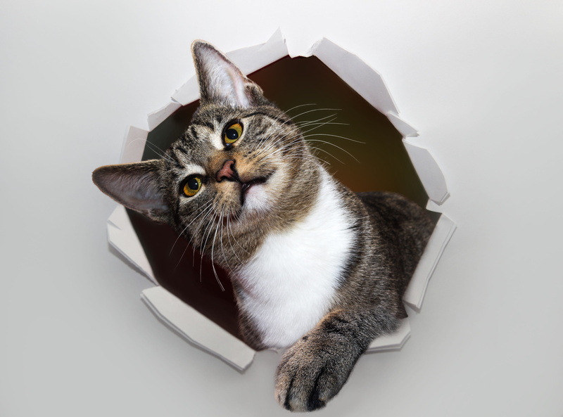 4K, studio shot, box, cats eyes, view, indoors, mammal, high angle view, portrait, relaxation, kitten, vertebrate, domestic animals, hole, domestic cat