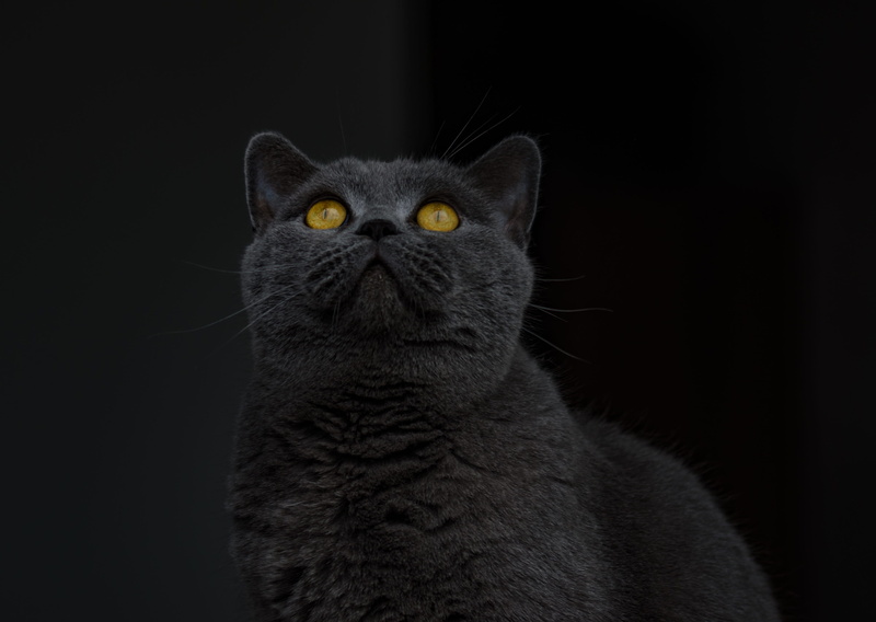pets, cat face, mieze, head, cute, british shorthair, animal body part, curious, indoors, cheeky, animal eye, domestic cat, animal, feline, grey fur, cats eyes
