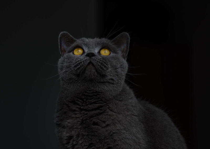 animal eye, close-up, yellow eyes, close, cat face, british shorthair, cute, mammal, adidas, indoors, cat portrait, animal world, animal, eyes, animal head