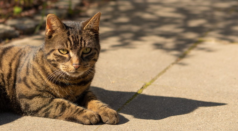 domestic cat, nature, animal themes, portrait, domestic animals, animal portrait, focus on foreground, pets, eyes, cats eyes, tabby, feline, cat portrait