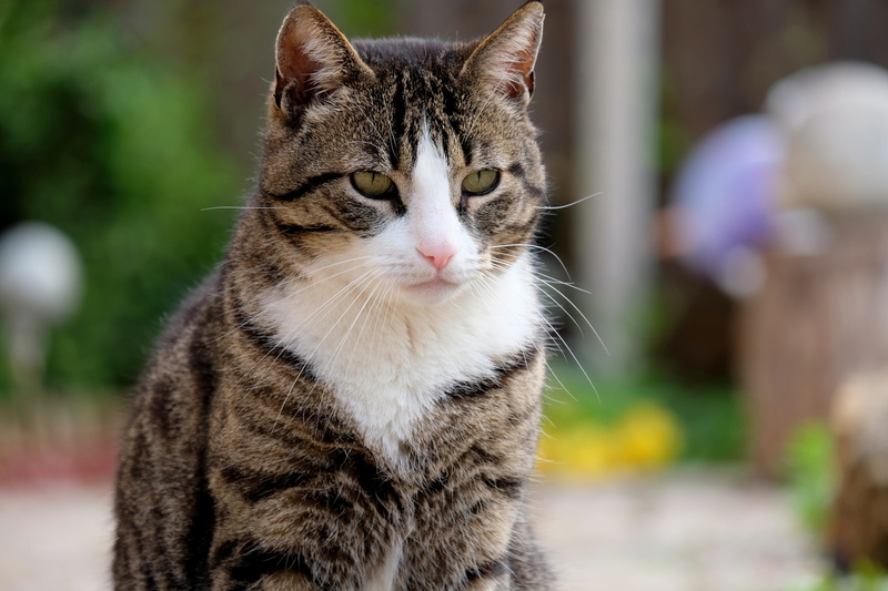fantastic, cats eyes, adidas, no people, day, dear, gray, sweet, feline, view, hair, animal portrait, animal themes, face, sit, mammal, tabby, animal world