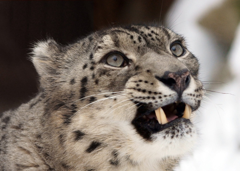 Snow Leopard, mammal, animal wildlife, one animal, snarling, mouth, spots, animal head, Face, growling, close-up, Portrait, teeth, animal body part, animal mouth