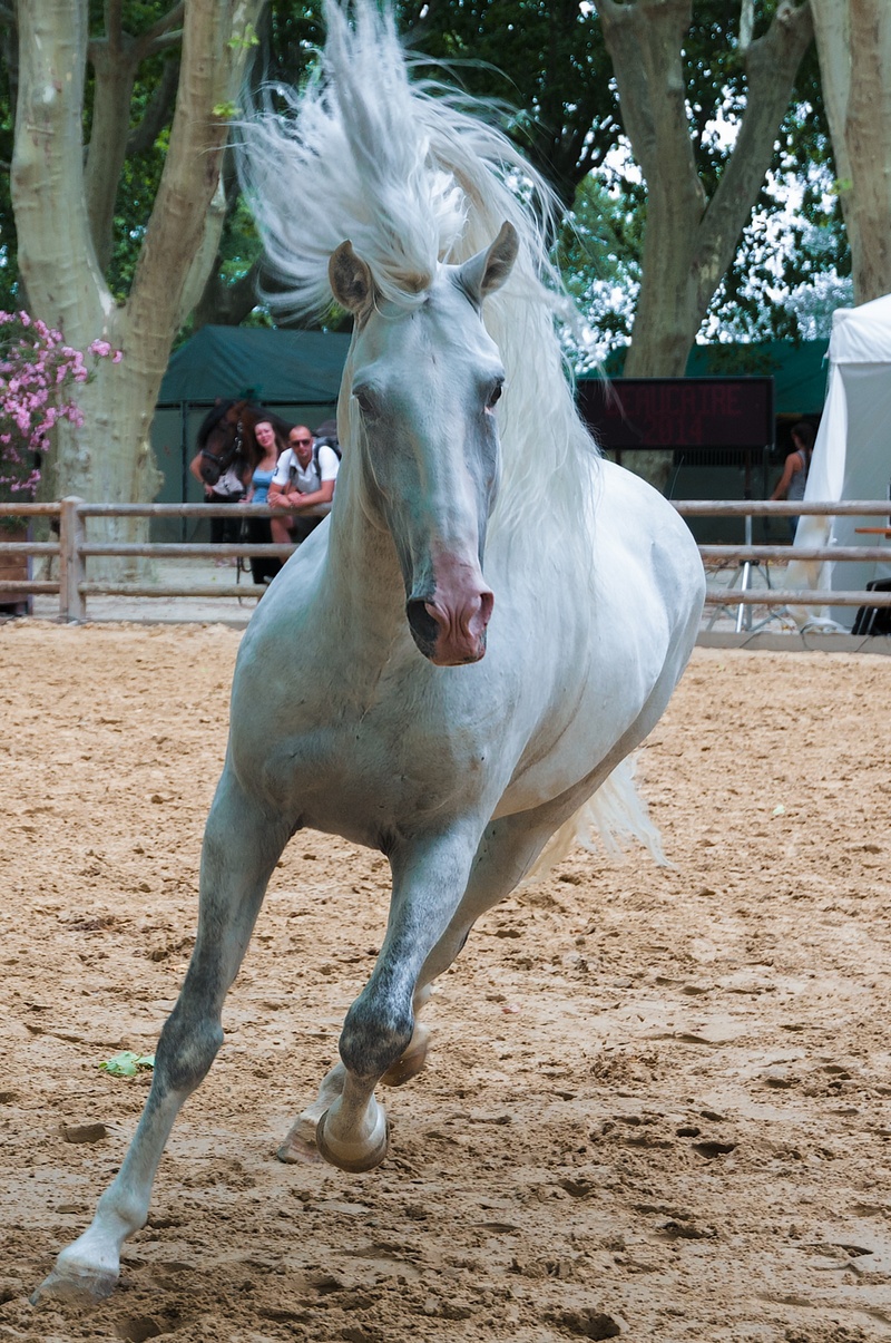 dirt, running, beige, white, animal wildlife, dressage, animal, herbivorous, no people, livestock, land, tree, nature, 2K, horseback riding, equestrian
