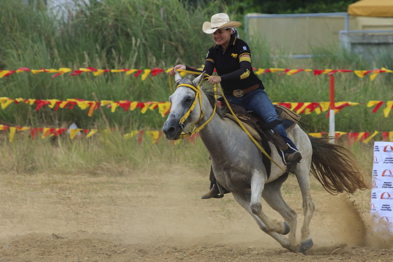 pets, animals, activity, equestrian, riding, one person, working animal, 2K, field, rider, outdoors, livestock, mammal, jockey, vertebrate, domestic animals
