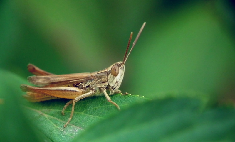 grass, Desert Locust, animal, focus on foreground, animals in the wild, close-up, green color, day, animal body part, Grasshopper, close up, macro, animal wildlife
