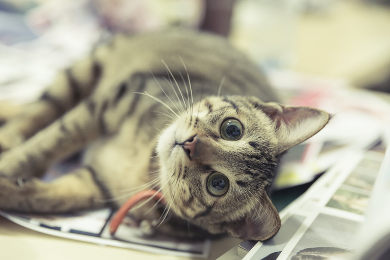 brown, domestic Cat, selective, pets, cat, tabby, laying, young Animal, animal, 4K, domestic Animals, photography, focus, cute