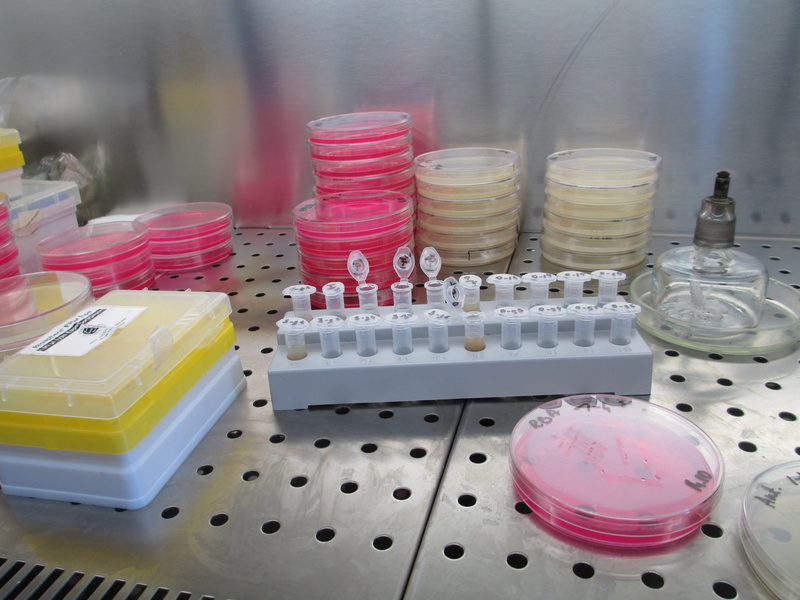 healthcare and medicine, pink color, bacteria, no people, household equipment, industry, bottle, research, science, petri dish, microbiology, agar, still life